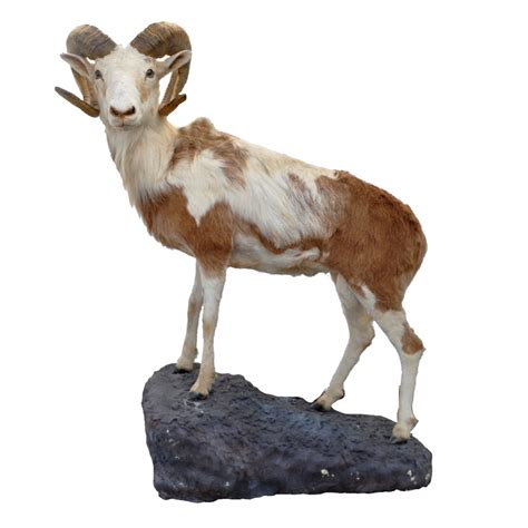 Mouflon Sheep - Taxidermy Mounts for Sale and Taxidermy Trophies for Sale!