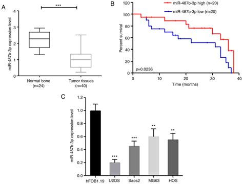 Microrna B P Inhibits Osteosarcoma Chemoresistance And Metastasis