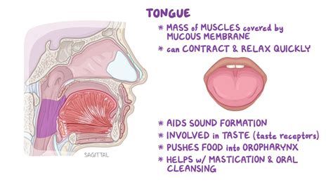 Transient Lingual Papillitis: What Is It, Causes, Symptoms, and More | Osmosis