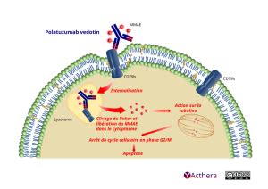 Polatuzumab Vedotin POLIVY Acthera