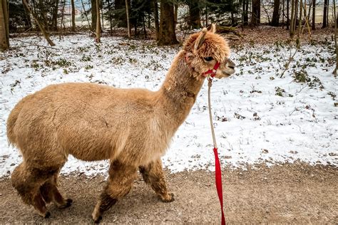 5 Gründe für einen flauschigen Alpaka Spaziergang