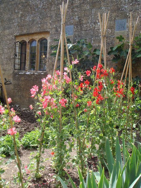 Trendy Plants Climbing Sweet Peas 58 Ideas Trendy Plants Flower