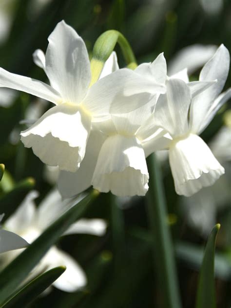 Mini Daffodil Thalia Dutchgrown™ Very Popular Order Now