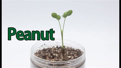 How To Grow From Peanut Seeds For 20 Day Time Lapse 20일동안 땅콩이 자라는 영상입니다