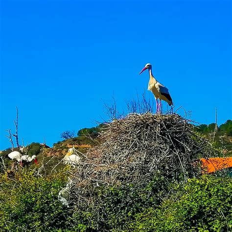 Storks Are Amazing Today In Silves And Monchique Mountain Tour