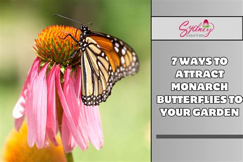 7 Ways To Attract Monarch Butterflies To Your Garden Sydney Nails And Spa