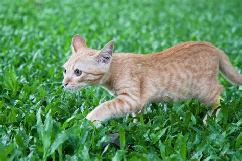 Por qué los gatos tienen una agilidad notable