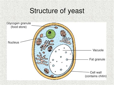 Cell Structure Of Yeast With Diagram Fungi 