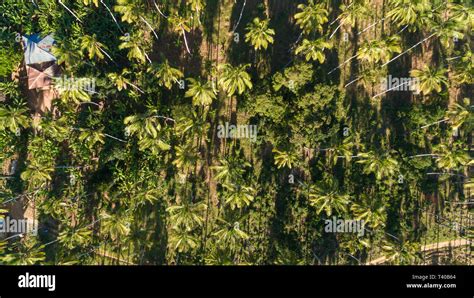 Palm Tree Zanzibar Stock Photo Alamy
