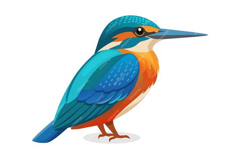 Premium Vector Kingfisher Bird Vector Illustration On White Background