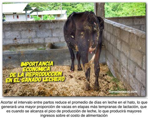 Importancia Economica De La Reproducci N En El Ganado Lechero