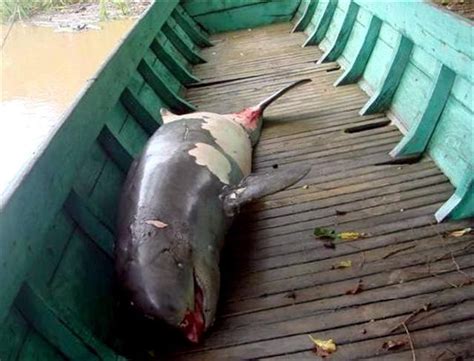 Irrawaddy Dolphin – "OCEAN TREASURES" Memorial Library