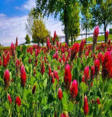 Crimson Red Clover Seeds: Crimson Clover Cover Crop