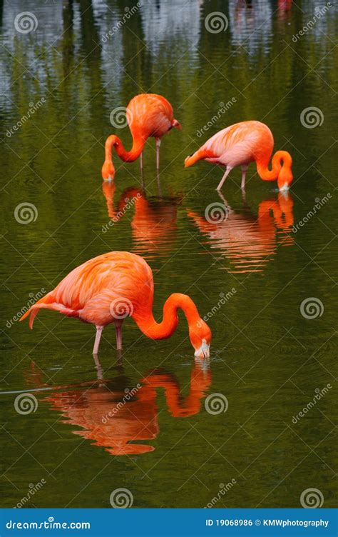 Flamingos feeding stock photo. Image of lake, peaceful - 19068986