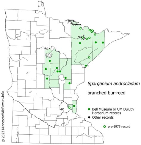 Sparganium Androcladum Branched Bur Reed Minnesota Wildflowers