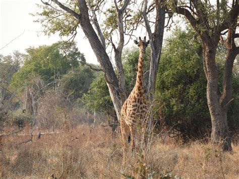 Parque Nacional South Luangwa Zambia Consejos Para Safari Viajero