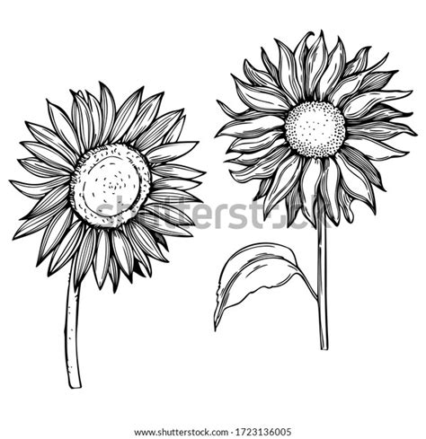 Hand Drawn Sunflower Vector Sketch Illustration Stock Vector Royalty