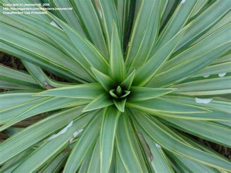 Plantfiles Pictures Curve Leaf Yucca Pendulous Yucca Weeping Yucca