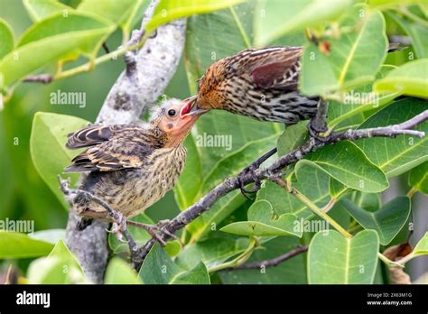 Female Red Winged Blackbird Agelaius Phoeniceus Feeding Chick Green