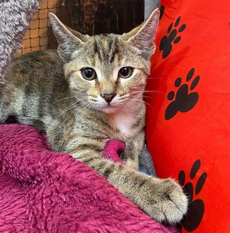 Esme Female Domestic Short Hair Mix Cat In Qld Petrescue