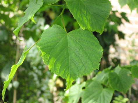 Tilia Cordata ‘greenspire Salzsieder Nursery