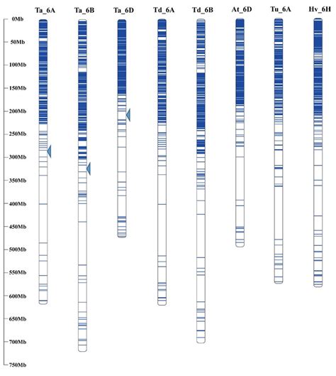 Comparative Analysis Of Vs Dna Sequence The Distinguish Of Vs