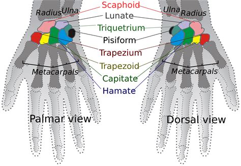 Bones Of The Upper Extremity Hesi Nursehub