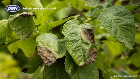 Perlu Di Waspadai Penyakit Busuk Daun Yang Menyerang Tanaman Kentang