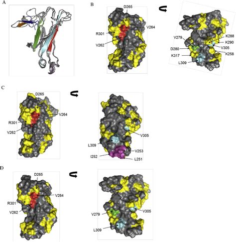 Figure 3 From Engineered Antibody Ch2 Domains Binding To Nucleolin Isolation Characterization