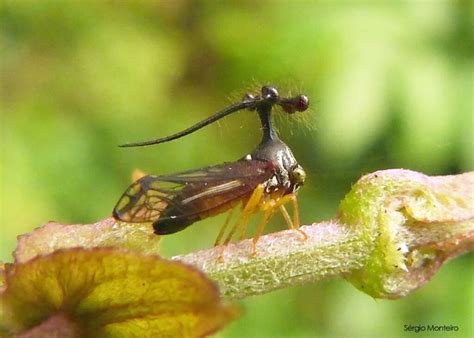 Brazilian Treehopper The Strangest Insect That You Will Meet