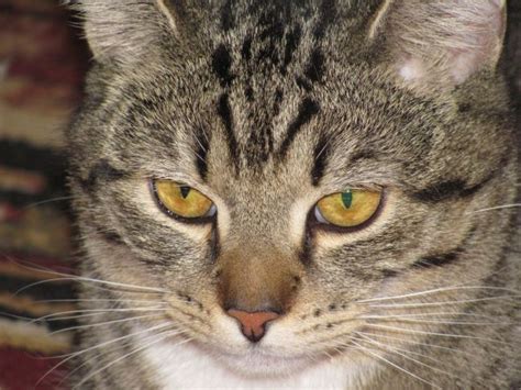 "Боятся запаха": чем обработать место, чтобы кот не гадил в доме ...