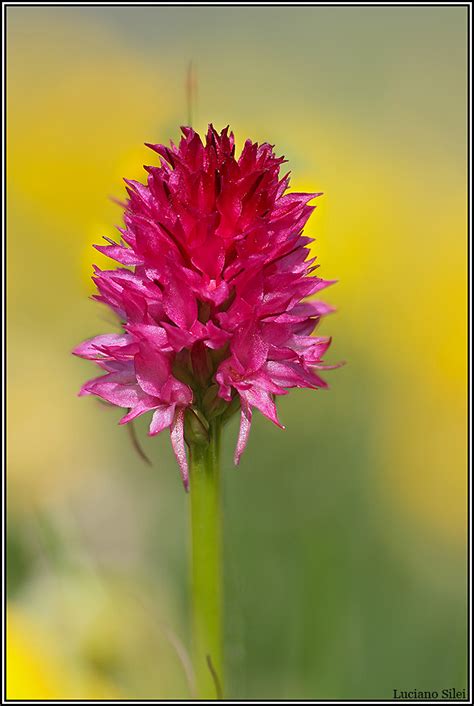 Nigritella Rubra Luciano Silei Flickr