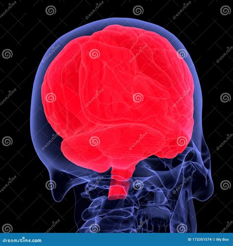 3d Illustration Human Brain And Skeleton 3D Render Stock Illustration