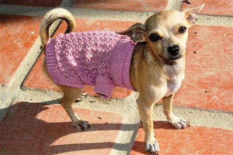 Chihuahua Clothes: Practical, Fashionable, And For Every Occasion ...