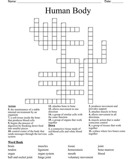 Human Body Crossword Puzzle Worksheet