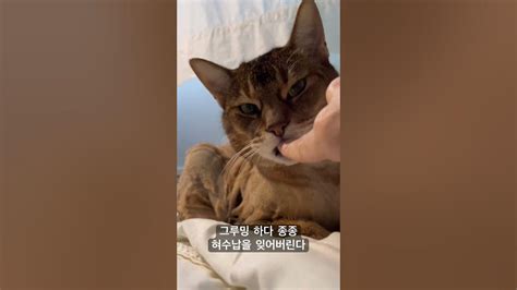 혀수납을 잊어버린 고양이들 고양이 Cat 애교냥 그루밍 귀여운 Youtube