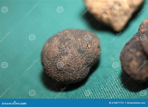 Truffes Blanches Et Noires Champignon Gros Fond Estampes Botaniques