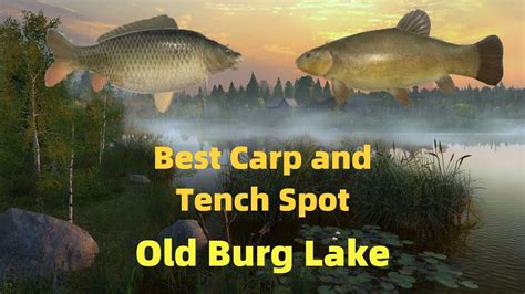 Best Carp And Tench Spot Old Burg Lake Russian Fishing Youtube