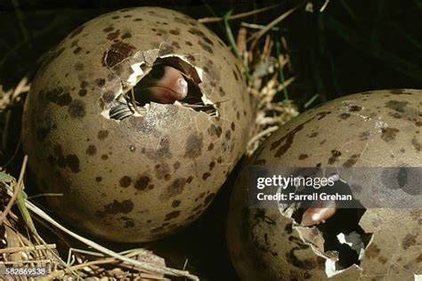 357 Seagull Eggs Stock Photos High Res Pictures And Images Getty Images