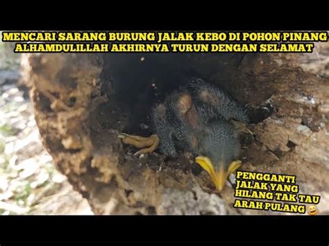 Manen Anakan Burung Jalak Kebo Di Pohon Pinang Saya Potong Demi