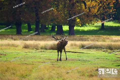 England London Richmond Park A Red Stag In Richmond Park During The