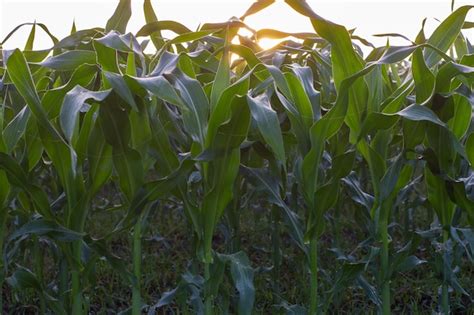 Plantas de maíz completamente desarrolladas con orejas de tallos y seda