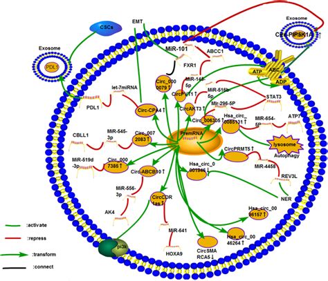 Cisplatin Resistance Mechanism Of CircRNA In GC At Present 11