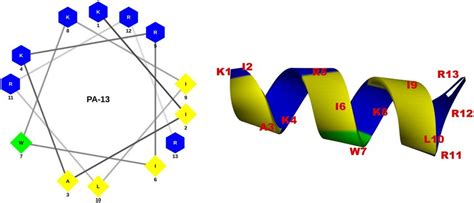 Helical Wheel Projections And Three Dimensional Structure Simulation Of