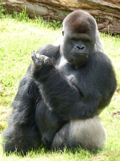 Gorilla Mating With Human - Salaman