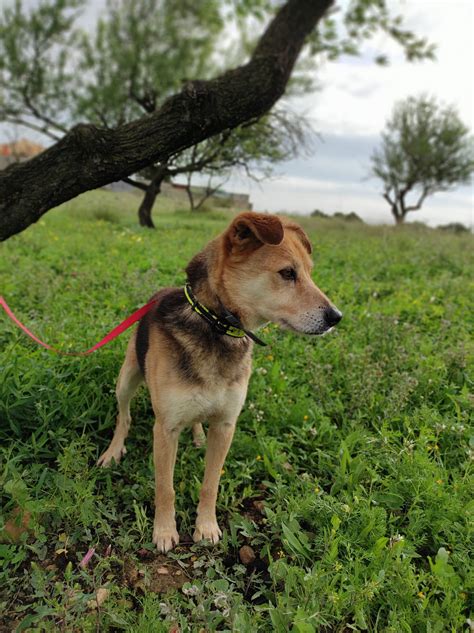 Adoption de Samba refugiados Moyen chien chien croisé moyen région