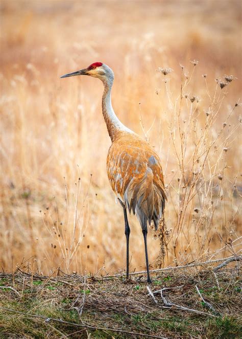 The Annual Sandhill Crane Migration Is A Must See Edge Effects