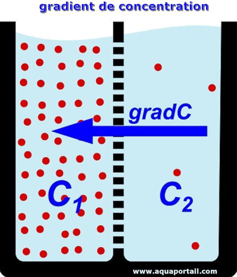 Gradient de concentration définition illustrée