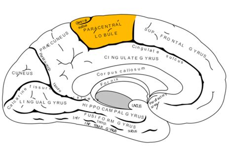 Lobule Para Central My Stidia