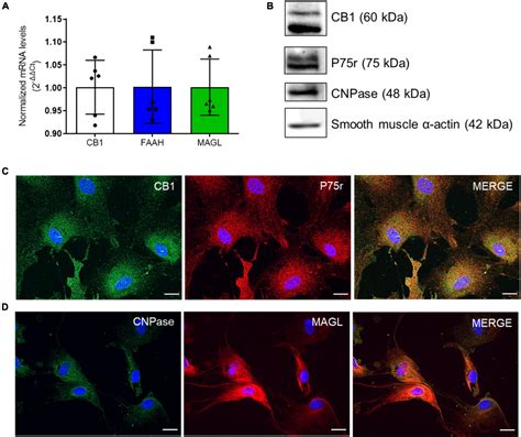 Frontiers Activation Of Cannabinoid Type 1 Receptor CB1 Modulates